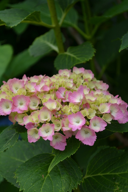 庚申山総合公園の紫陽花・2011_e0228938_1962339.jpg