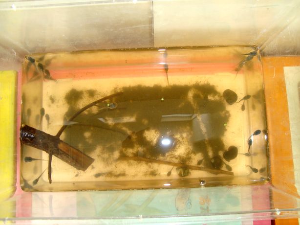 e0060041_5242840.jpg