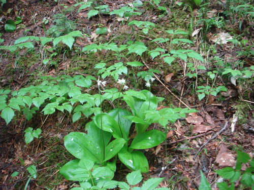 f0219043_7434862.jpg