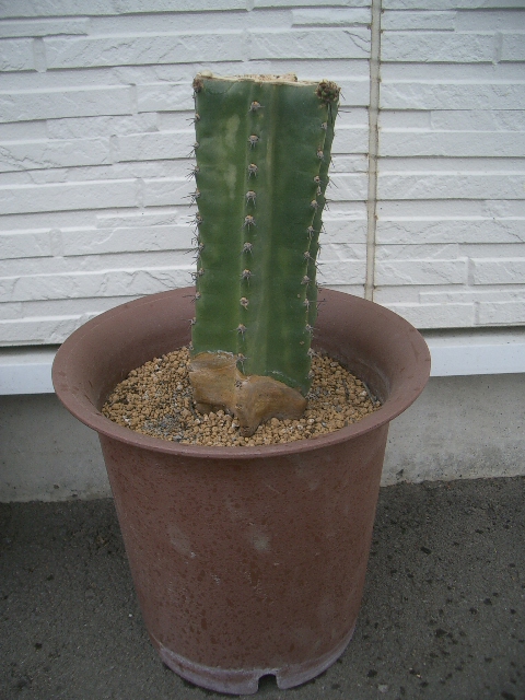 バッサリ・・・芽が出た_a0155844_1762051.jpg