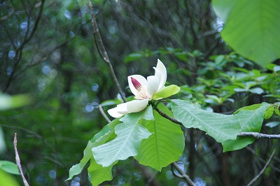 「泉水山から黒岩山へ」（３）_f0201348_18535780.jpg