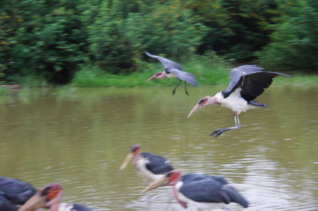 エチオピア(84) ズワイ湖の風景_c0011649_0102536.jpg