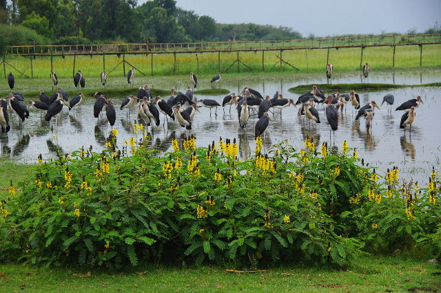 エチオピア(84) ズワイ湖の風景_c0011649_012158.jpg