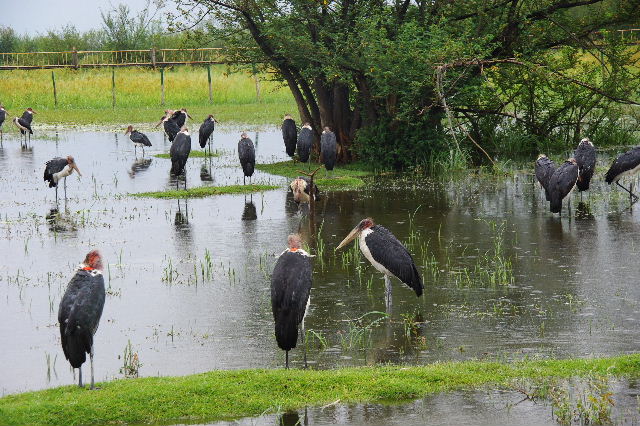 エチオピア(84) ズワイ湖の風景_c0011649_014389.jpg