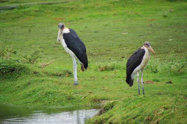 エチオピア(84) ズワイ湖の風景_c0011649_022100.jpg