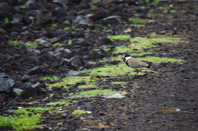 エチオピア(84) ズワイ湖の風景_c0011649_031123.jpg