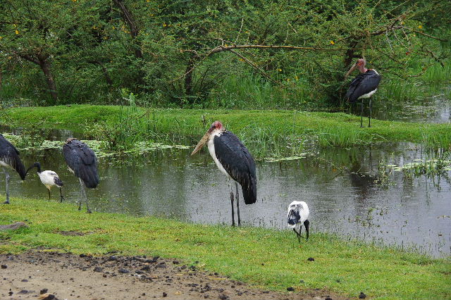 エチオピア(84) ズワイ湖の風景_c0011649_034626.jpg