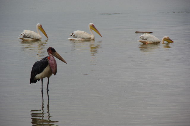 エチオピア(84) ズワイ湖の風景_c0011649_042459.jpg