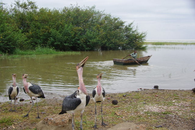 エチオピア(84) ズワイ湖の風景_c0011649_074745.jpg