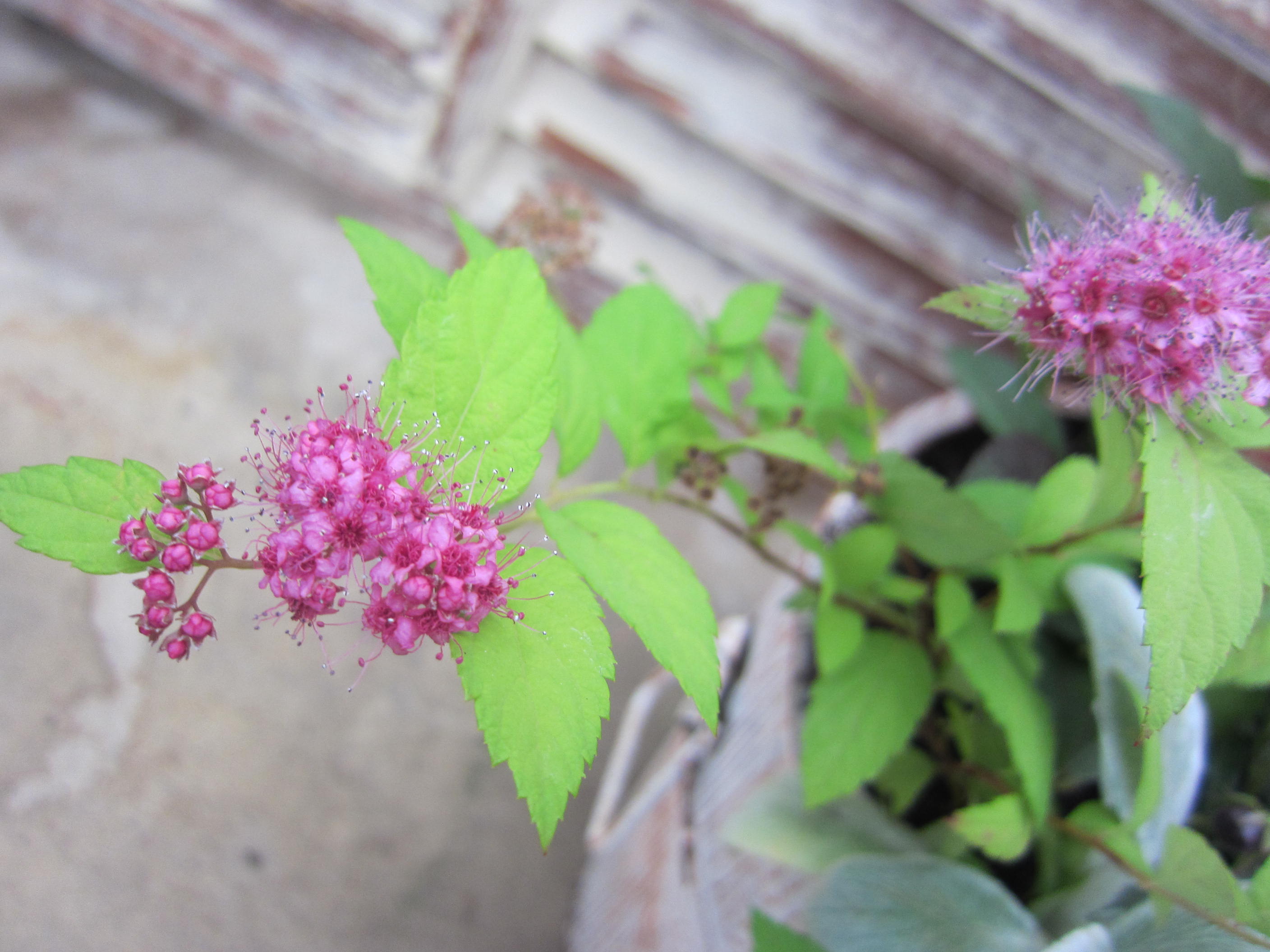 宿根草のお庭をイメージした寄せ植え_f0220152_18325270.jpg