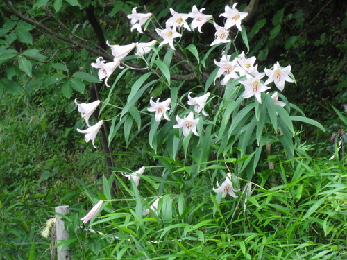 H23「ササユリ便りー6」 in せんなん里海公園うみべの森_c0108460_12234428.jpg