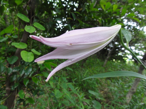 H23「ササユリ便りー6」 in せんなん里海公園うみべの森_c0108460_1225091.jpg