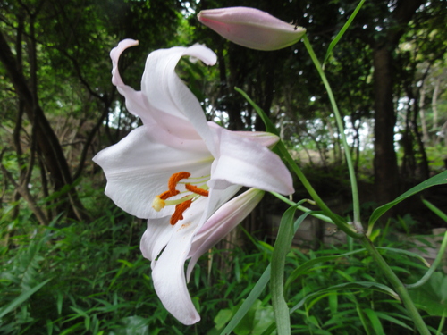 H23「ササユリ便りー6」 in せんなん里海公園うみべの森_c0108460_12314323.jpg