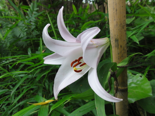 H23「ササユリ便りー6」 in せんなん里海公園うみべの森_c0108460_12345371.jpg