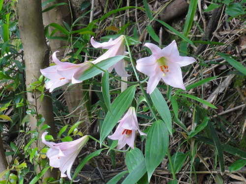H23「ササユリ便りー6」 in せんなん里海公園うみべの森_c0108460_12372234.jpg