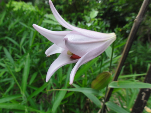 H23「ササユリ便りー6」 in せんなん里海公園うみべの森_c0108460_12415094.jpg
