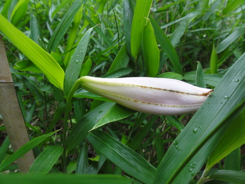 H23「ササユリ便りー6」 in せんなん里海公園うみべの森_c0108460_1242508.jpg