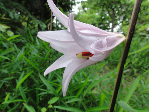 H23「ササユリ便りー6」 in せんなん里海公園うみべの森_c0108460_1242960.jpg