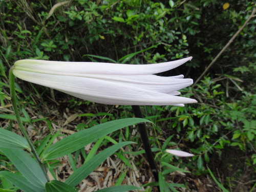 H23「ササユリ便りー6」 in せんなん里海公園うみべの森_c0108460_12431114.jpg