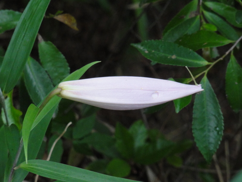 H23「ササユリ便りー6」 in せんなん里海公園うみべの森_c0108460_12433465.jpg