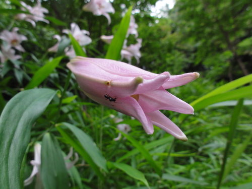 H23「ササユリ便りー6」 in せんなん里海公園うみべの森_c0108460_12464351.jpg