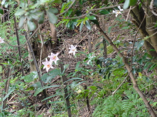 H23「ササユリ便りー6」 in せんなん里海公園うみべの森_c0108460_12494698.jpg
