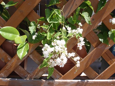 c0180460_1245444.jpg