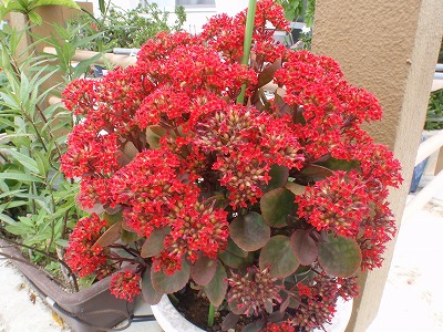 c0180460_1272827.jpg