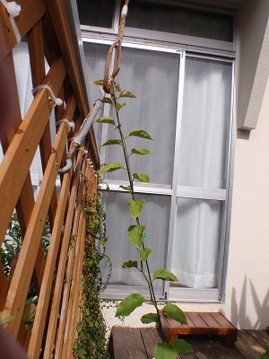 c0180460_137371.jpg