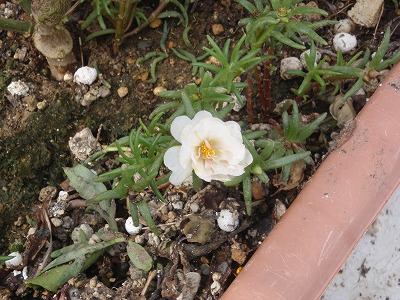 c0180460_89343.jpg