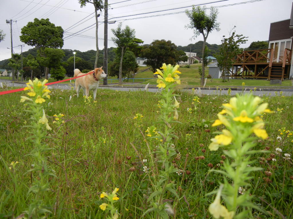 2011年6月10日(金)ザクロの花が咲いている~!_f0060461_11415421.jpg