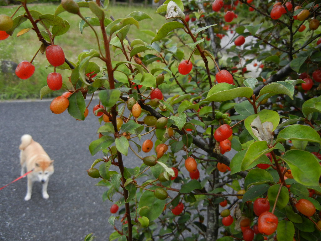 2011年6月10日(金)ザクロの花が咲いている~!_f0060461_11452627.jpg