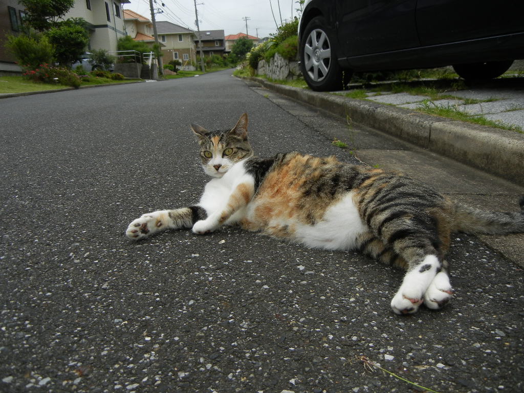 2011年6月10日(金)ザクロの花が咲いている~!_f0060461_11475843.jpg