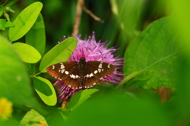 714-20110610 　アザミが好きなチョウや虫さんたち_d0128465_16234180.jpg