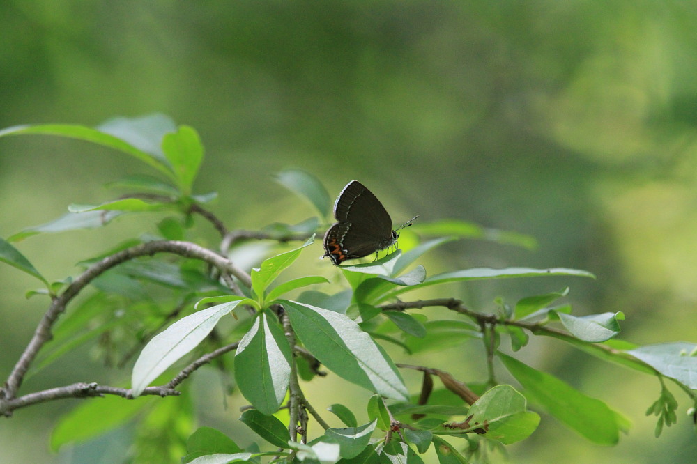 ベニモンカラスシジミ　　♂発生初期？？→「新鮮な２♀確認」でした。　　2011.6.9長野県_a0146869_6473490.jpg