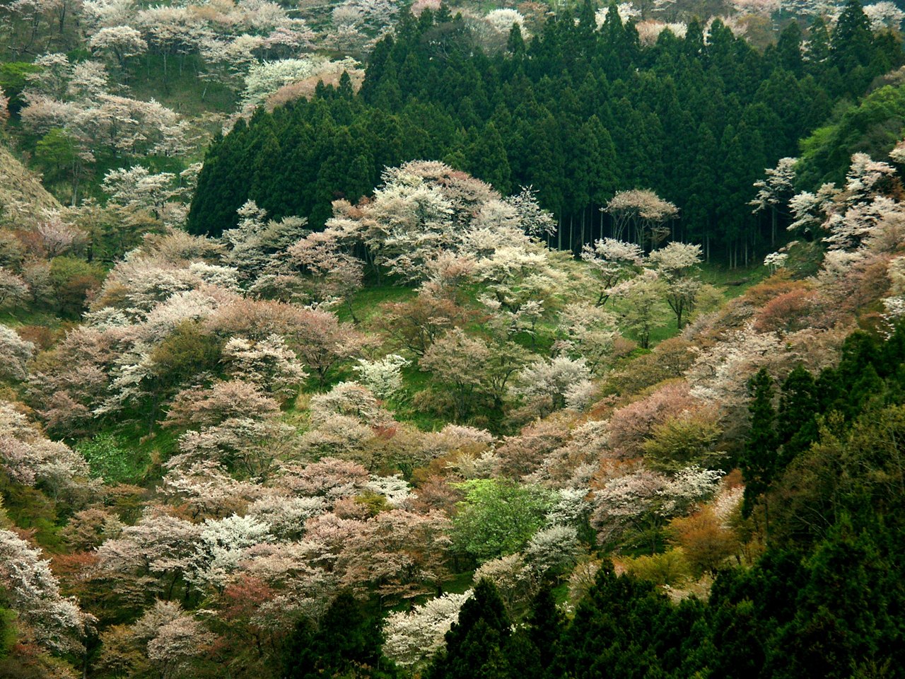 吉野山　（奈良県）　　_a0023170_20113483.jpg