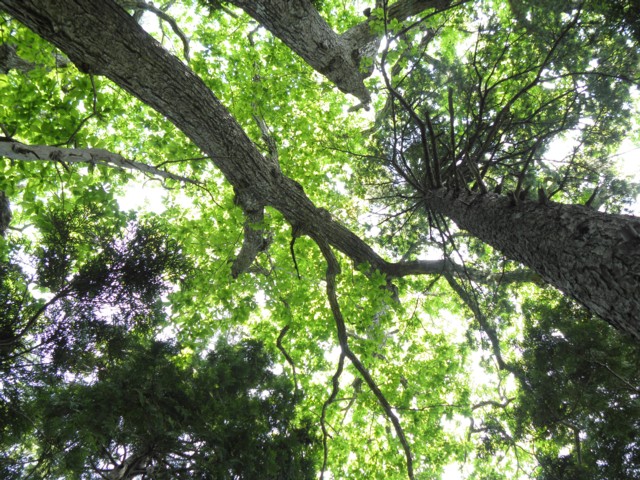 1513 日本樹木図鑑 ミズナラ : 植野稔の自然遊悠学 イワナだ！ ヤマメ