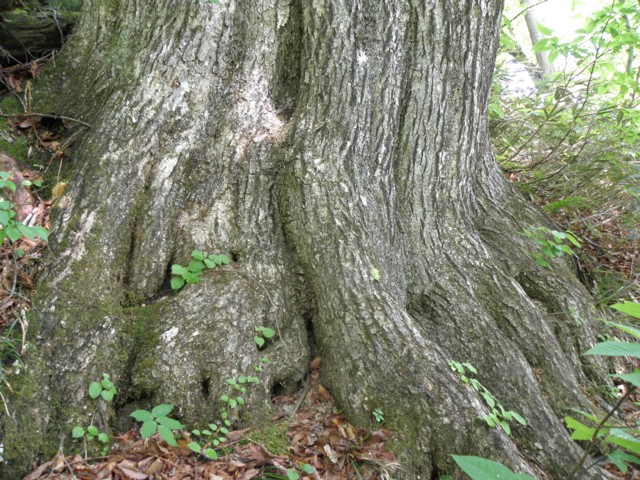 1513 日本樹木図鑑 ミズナラ : 植野稔の自然遊悠学 イワナだ！ ヤマメ