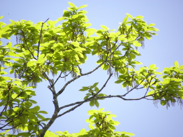 1513 日本樹木図鑑 ミズナラ : 植野稔の自然遊悠学 イワナだ！ ヤマメ