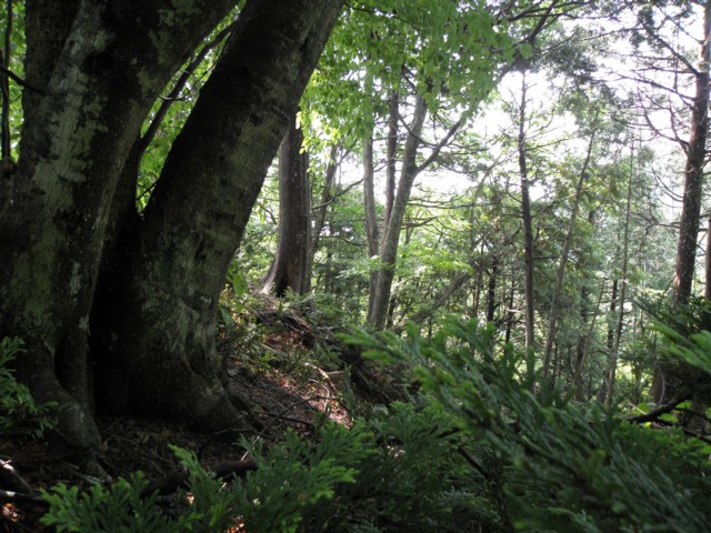 1513 日本樹木図鑑 ミズナラ : 植野稔の自然遊悠学 イワナだ！ ヤマメ