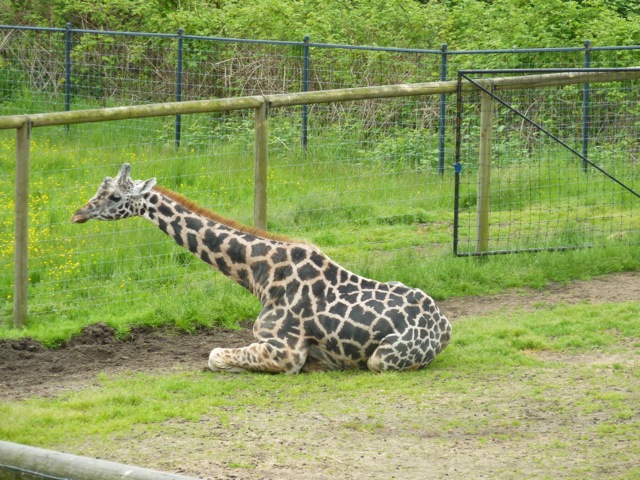 バンクーバー動物園☆_c0080075_0313295.jpg