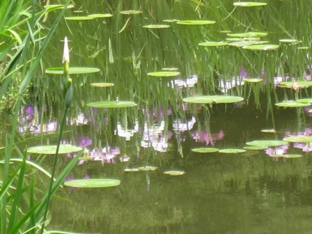 ♪曇り空　水面（みなも）にはえるハナショウブ（あ）♪_f0203477_14385539.jpg