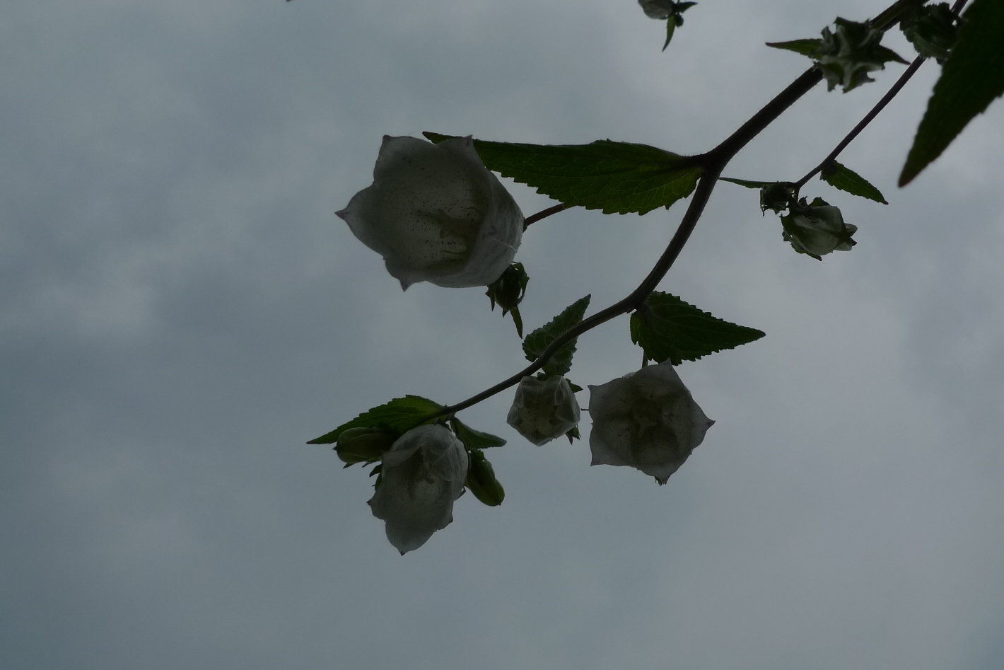 梅雨の合間の楽しみは・・_e0024081_17374849.jpg