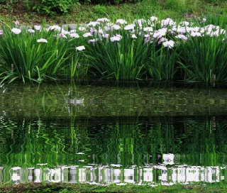 c0208389_10231017.gif