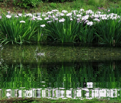 c0208389_1958412.gif