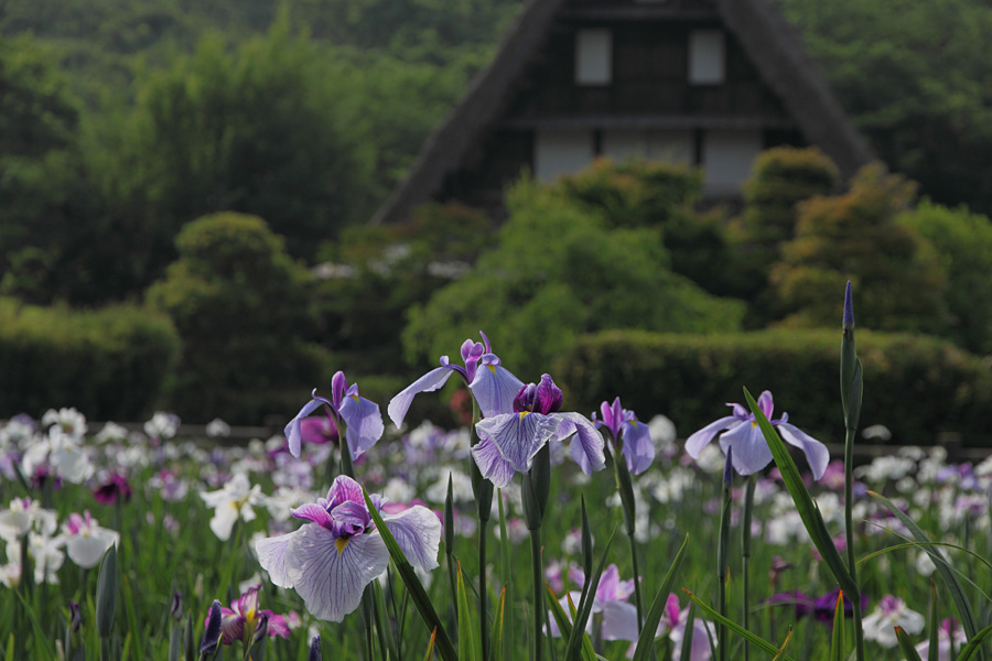 11.06.04：宮地嶽神社の花菖蒲まつり３_c0007190_19411521.jpg