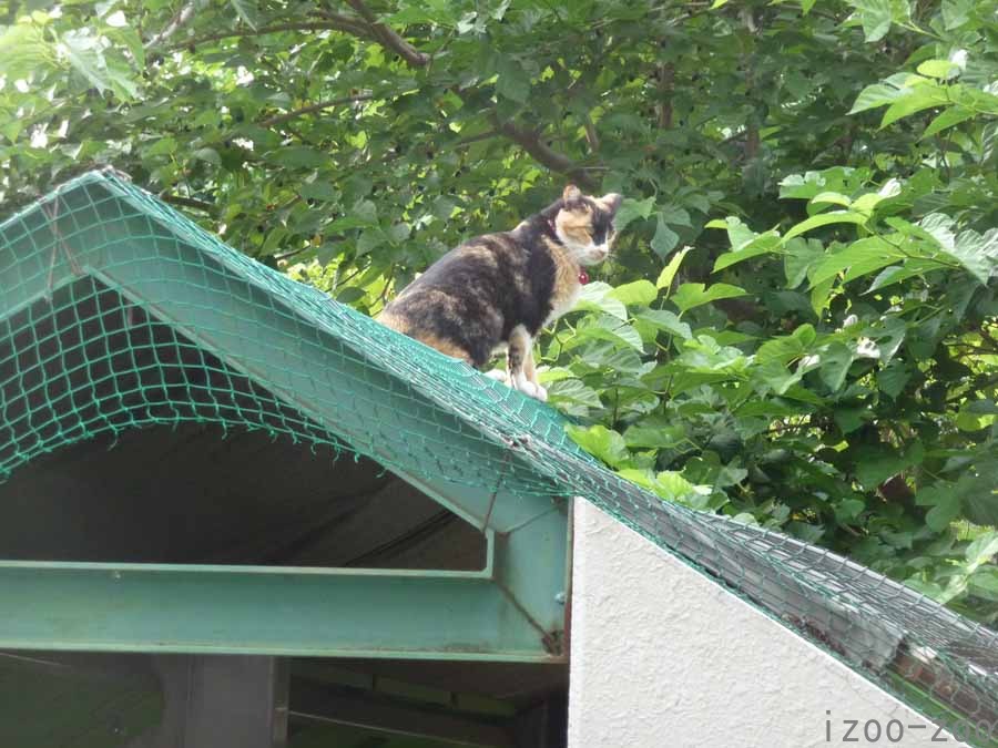 ネコネコ地帯_c0223095_9474363.jpg