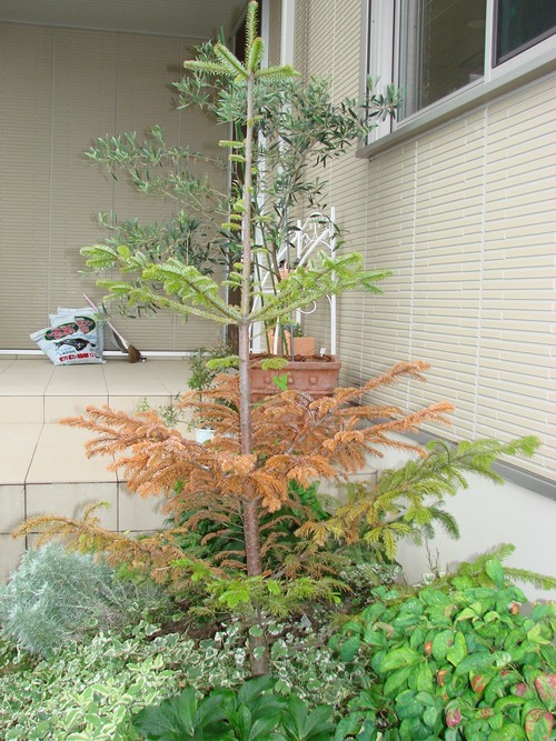 もみの木と根きり虫 ハーブときどき果樹ガーデン