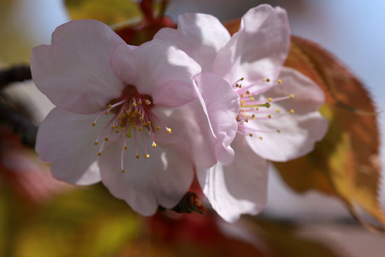 桜の頃・その１_e0235910_1435654.jpg