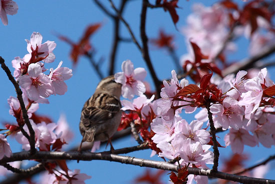 桜の頃・その１_e0235910_1495333.jpg